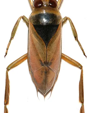 The Bug Club Washington